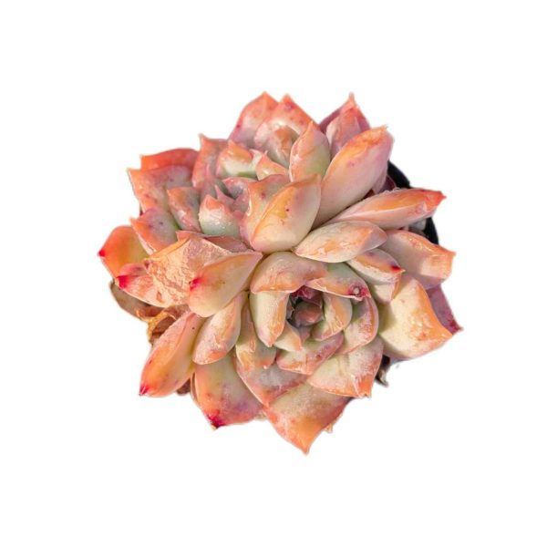 Echeveria Sincerity