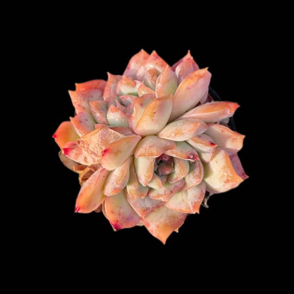 Echeveria Sincerity - Image 2