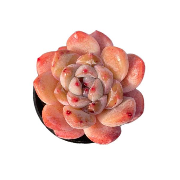 Echeveria Tangxin