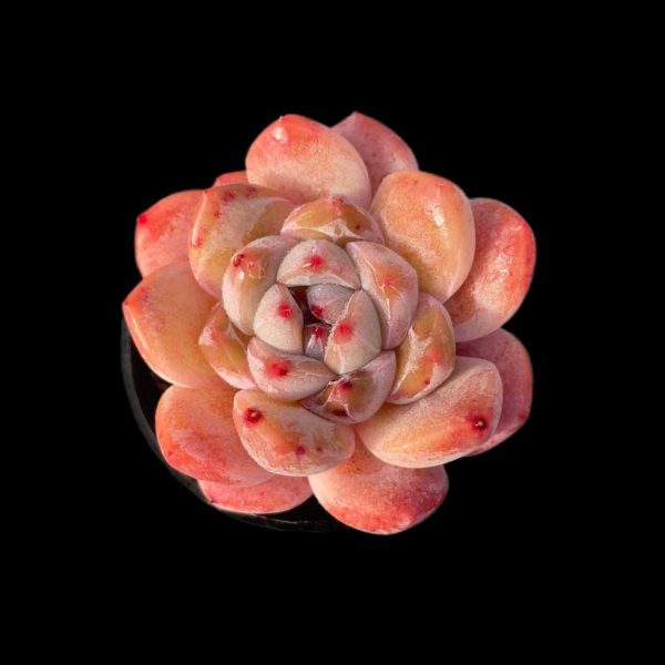 Echeveria Tangxin - Image 2