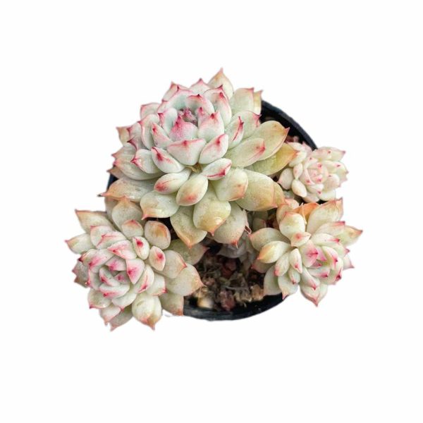 Echeveria Little Joe