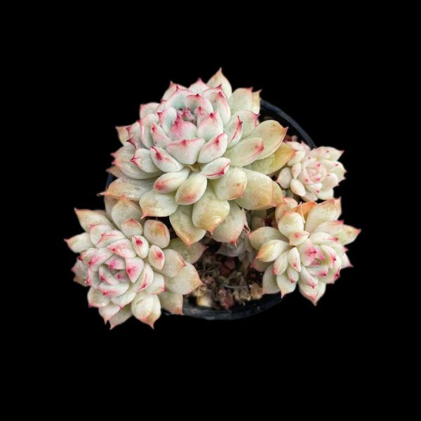 Echeveria Little Joe - Image 2