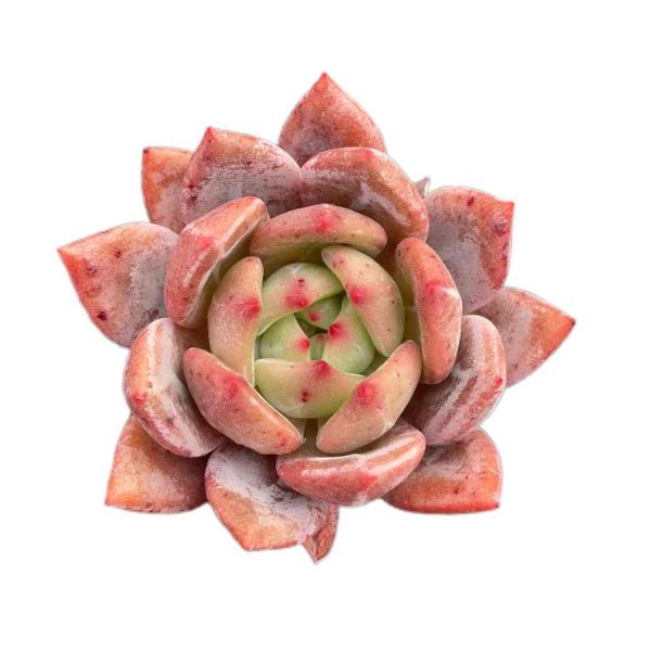 Echeveria Champagne