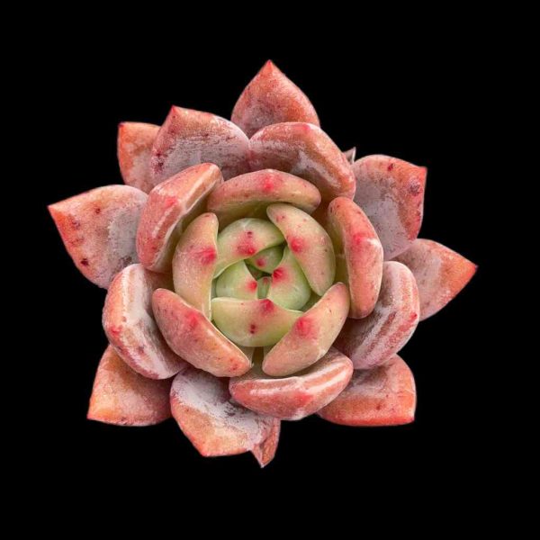 Echeveria Champagne - Image 2