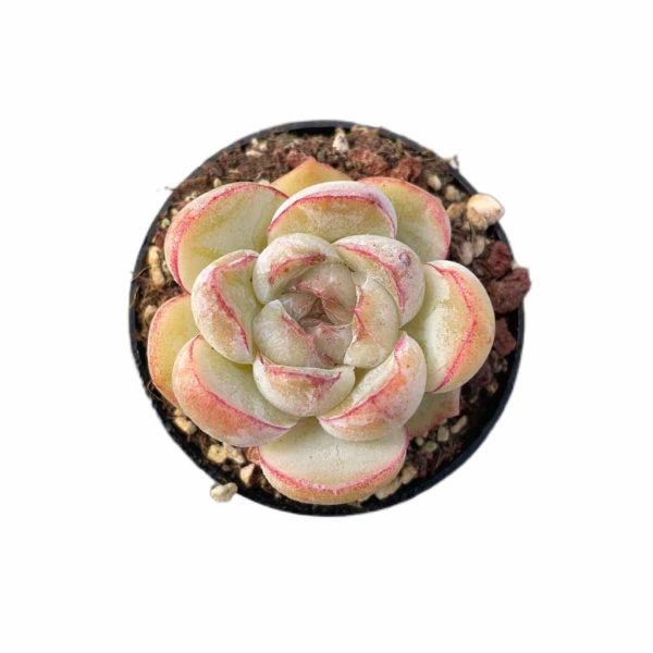 Echeveria Panghu