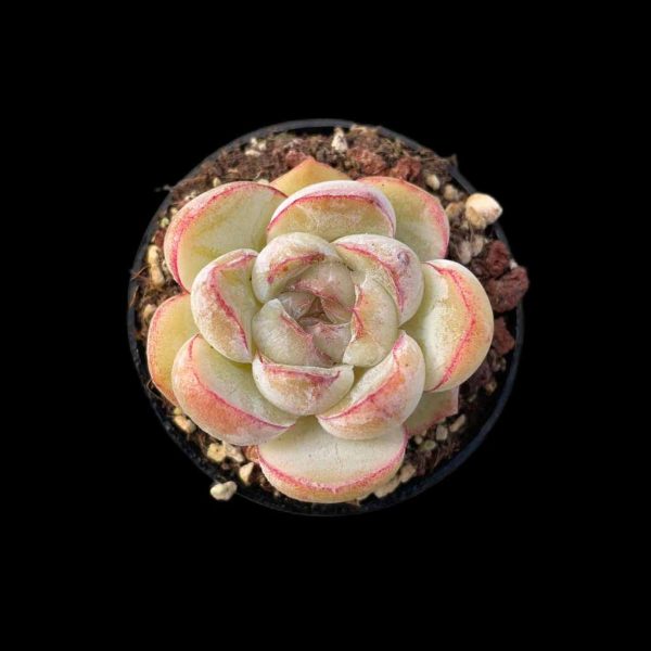 Echeveria Panghu - Image 2