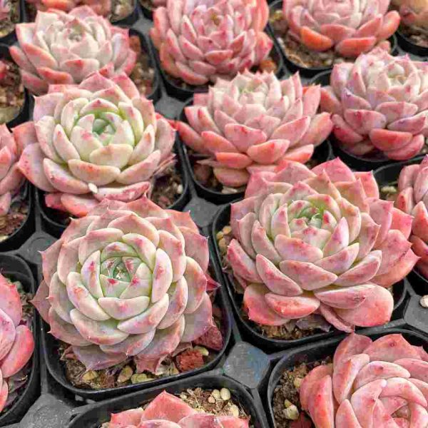 Echeveria Xiaohuarong - Image 5