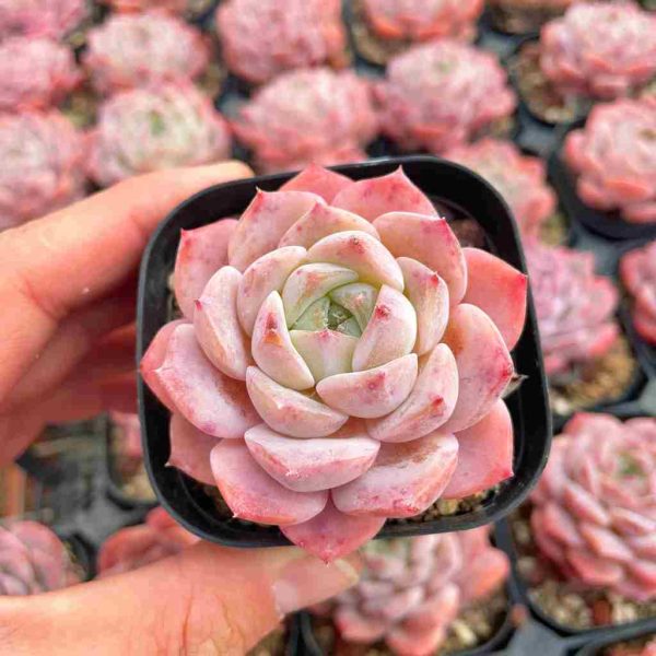 Echeveria Xiaohuarong - Image 3