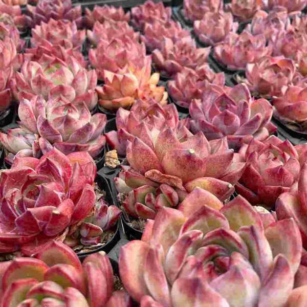 Echeveria Daredevil - Image 4