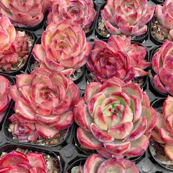 Echeveria Daredevil - Image 6