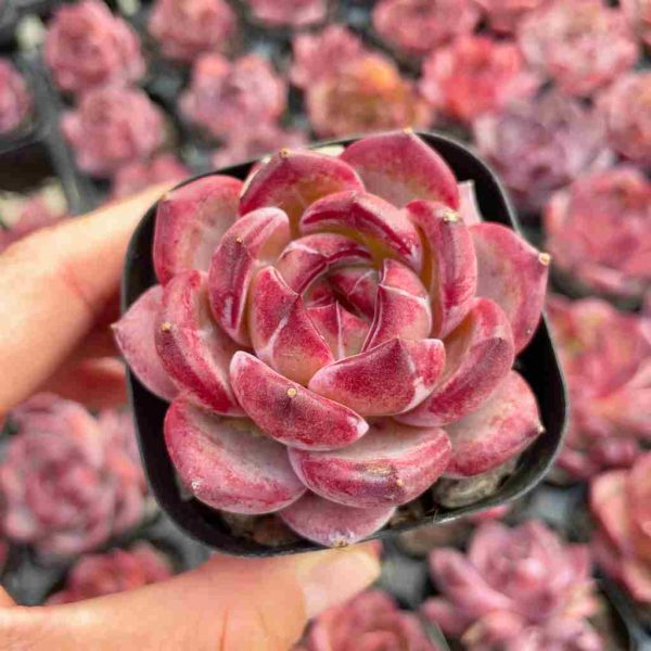 Echeveria Daredevil - Image 3