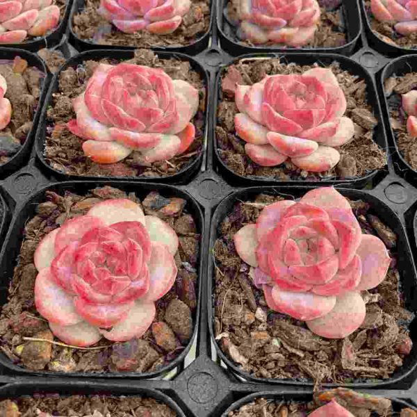 Echeveria Snow Lutos - Image 4