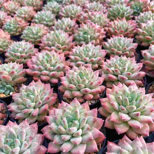 Echeveria Popcorn - Image 5