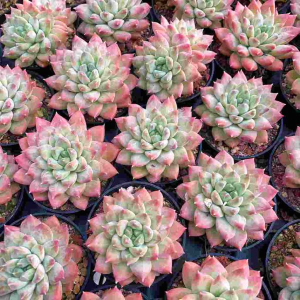 Echeveria Popcorn - Image 4