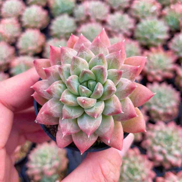 Echeveria Popcorn - Image 3