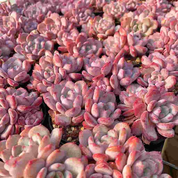 Echeveria Crystal Amber - Image 6