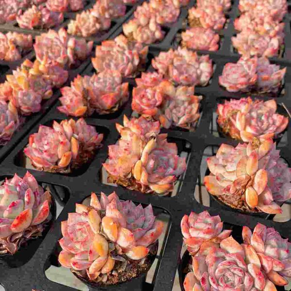 Echeveria Sincerity - Image 3