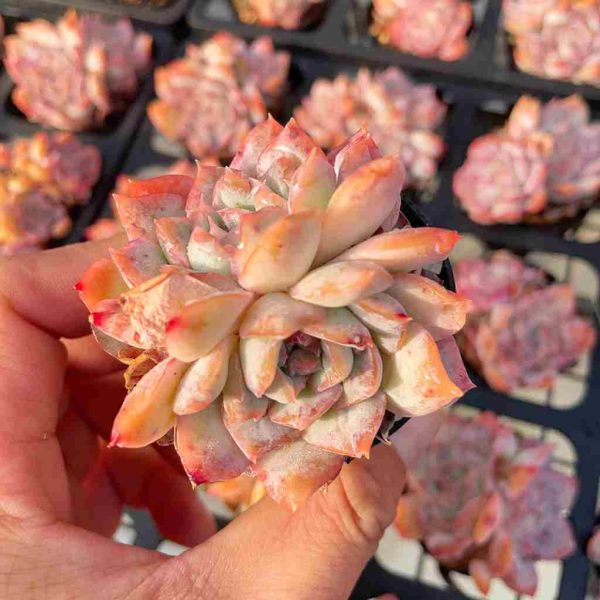 Echeveria Sincerity - Image 4