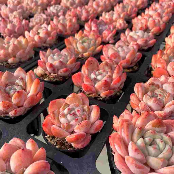 Echeveria Tangxin - Image 5