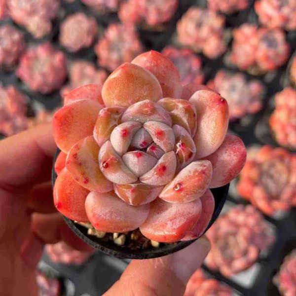 Echeveria Tangxin - Image 3