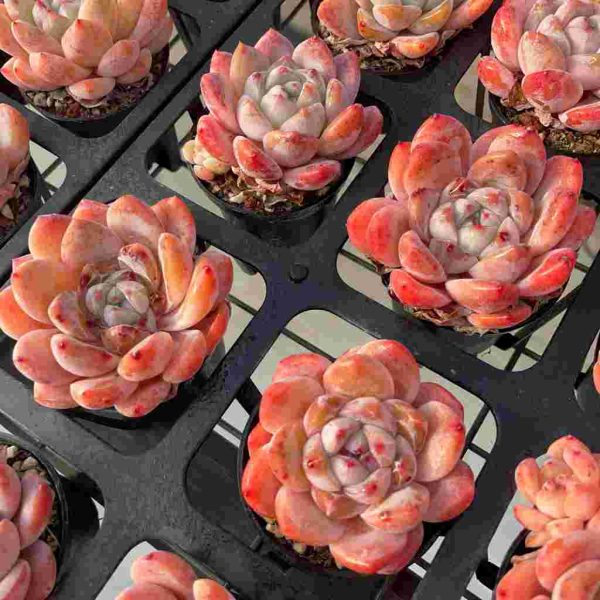 Echeveria Tangxin - Image 4