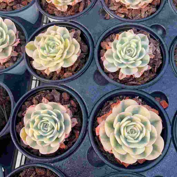 Echeveria Lenore Dean Var. - Image 4