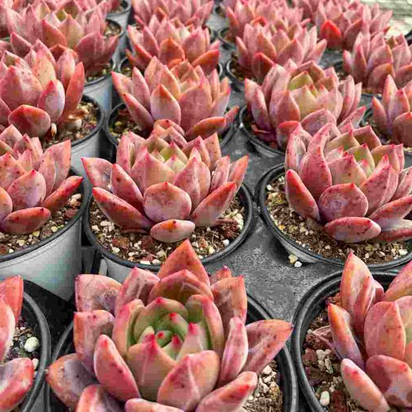 Echeveria Champagne - Image 6