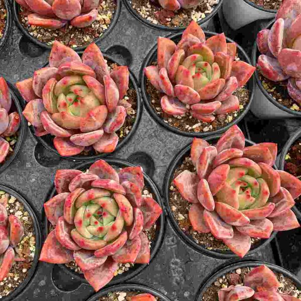 Echeveria Champagne - Image 5