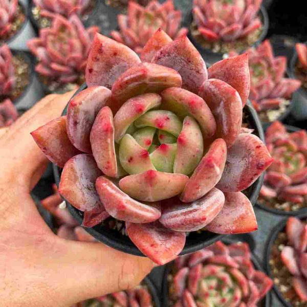 Echeveria Champagne - Image 3