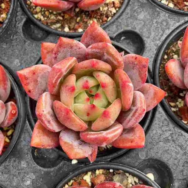 Echeveria Champagne - Image 4