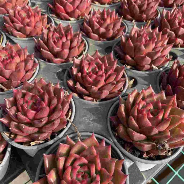 Echeveria ArmStrong - Image 3