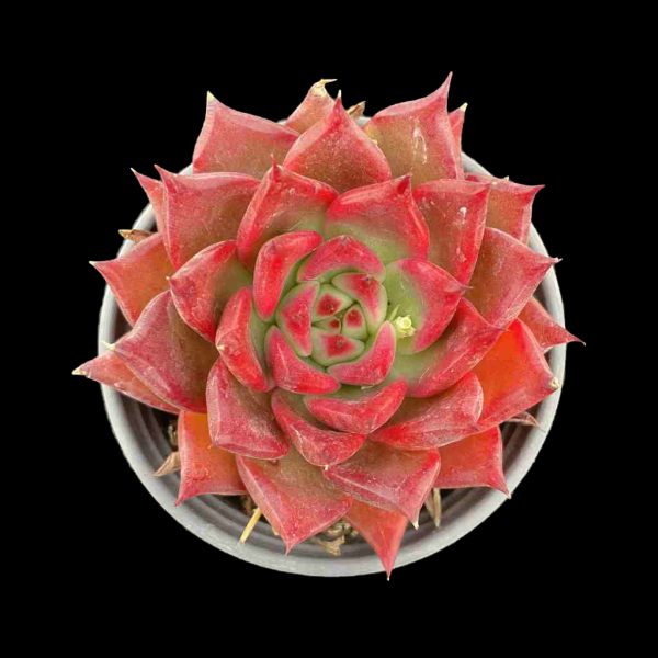 Echeveria ArmStrong - Image 2