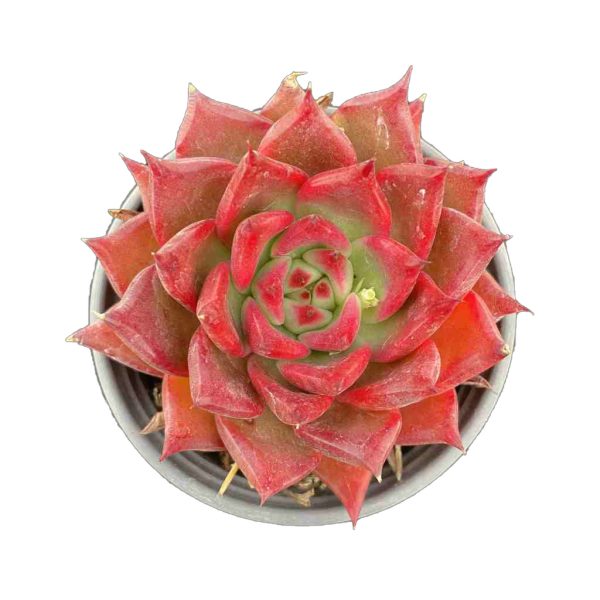 Echeveria ArmStrong