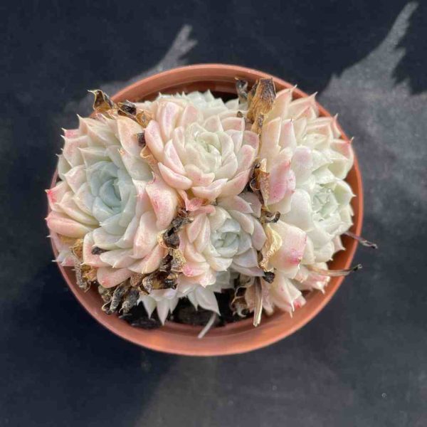 Echeveria Elegans Alba - Image 3