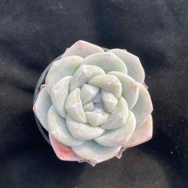 Echeveria Jade Butterfly - Image 3