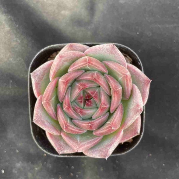 Echeveria Caesar - Image 3