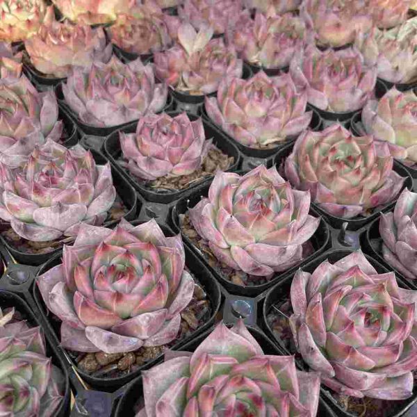 Echeveria Caesar - Image 5