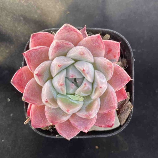 Echeveria Alba Beauti - Image 3