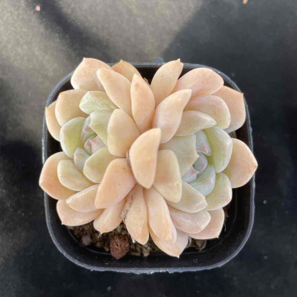 Echeveria Cream Beauti - Image 3