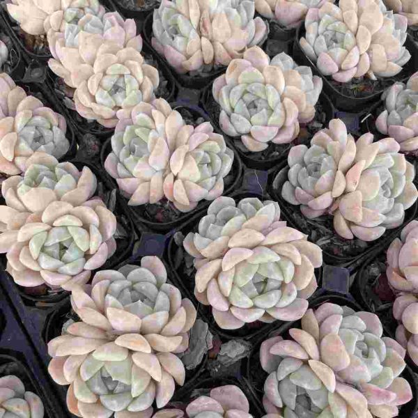 Echeveria Cream Beauti - Image 4