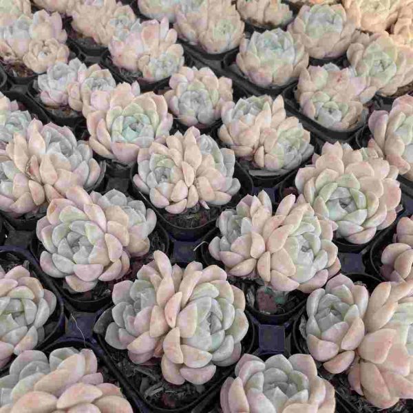 Echeveria Cream Beauti - Image 5