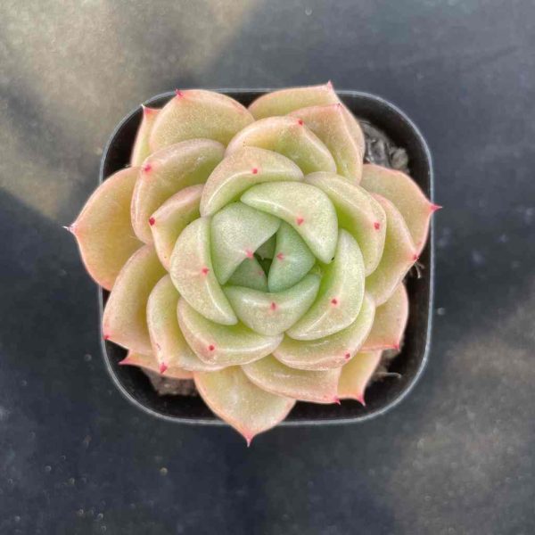 Echeveria Jelly Jenny - Image 3