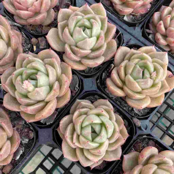 Echeveria Jelly Jenny - Image 4