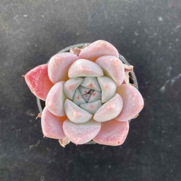 Echeveria Lady of Ice - Image 3