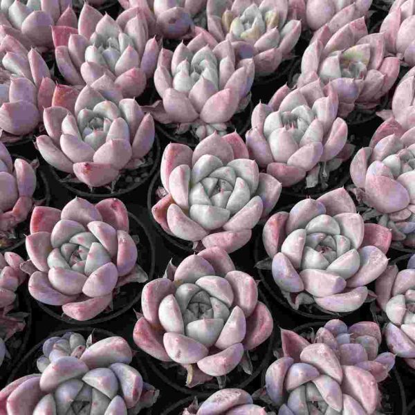 Echeveria Lady of Ice - Image 4