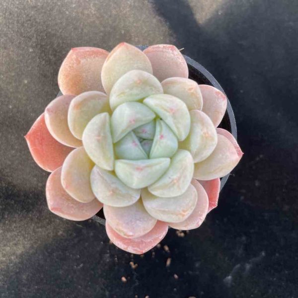 Echeveria Cream Beauti - Image 3