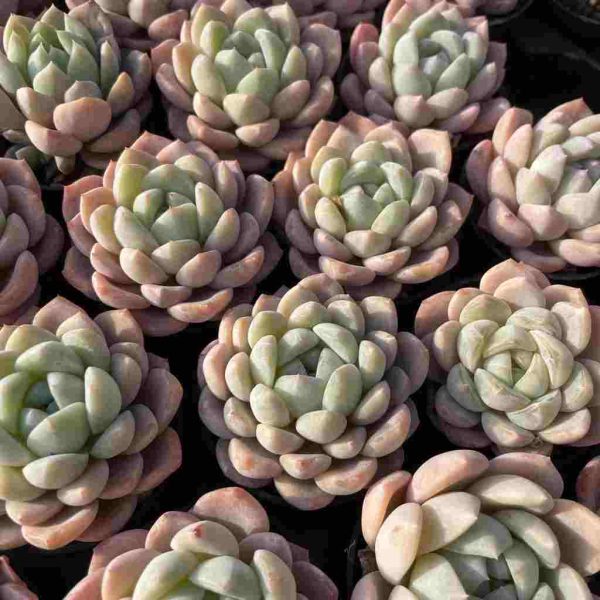 Echeveria Cream Beauti - Image 4