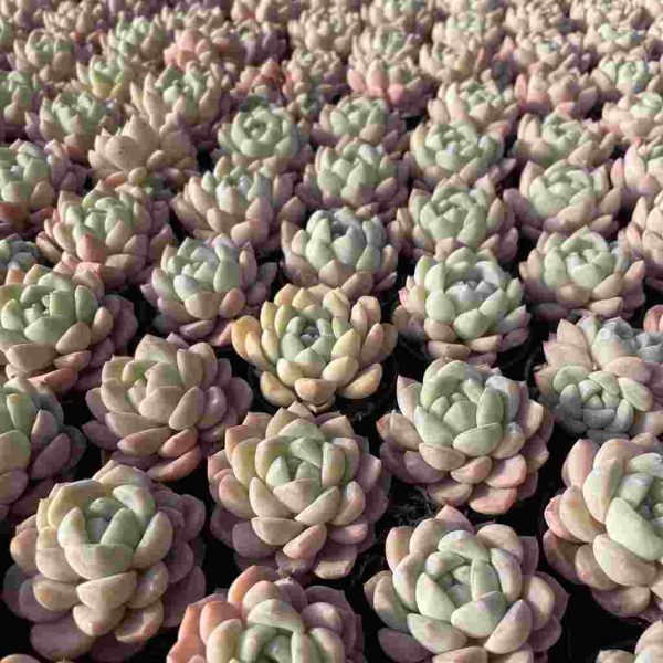 Echeveria Cream Beauti - Image 5