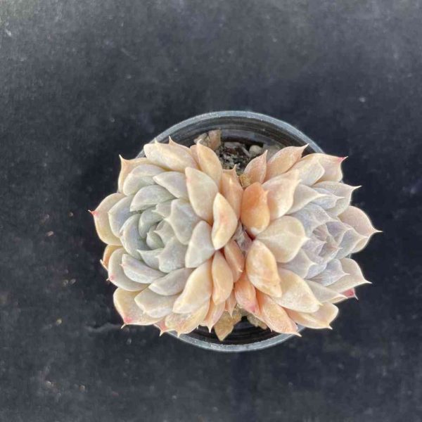 Echeveria Mary Bell - Image 3