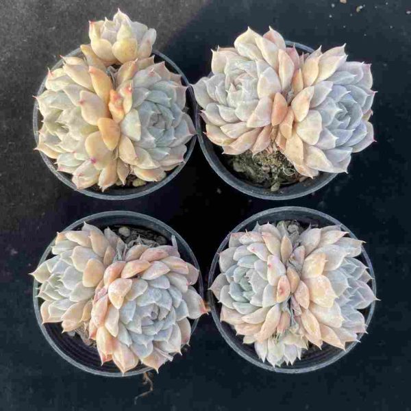 Echeveria Mary Bell - Image 4